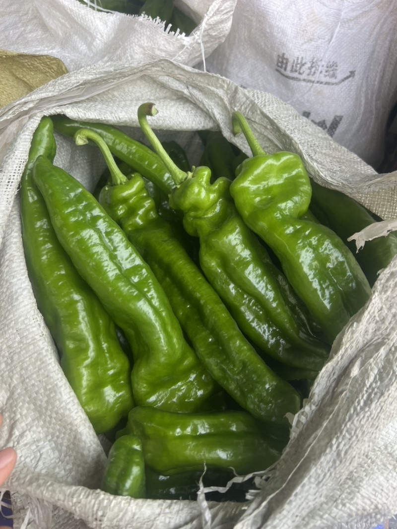 301辣椒，301大椒，薄皮椒，薄皮大椒，大棚辣椒