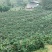爱媛柑橘、耙耙柑柑橘