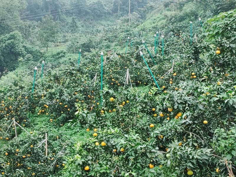 爱媛柑橘、耙耙柑柑橘