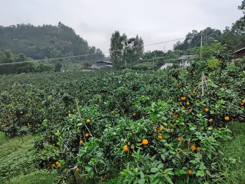 爱媛柑橘、耙耙柑柑橘