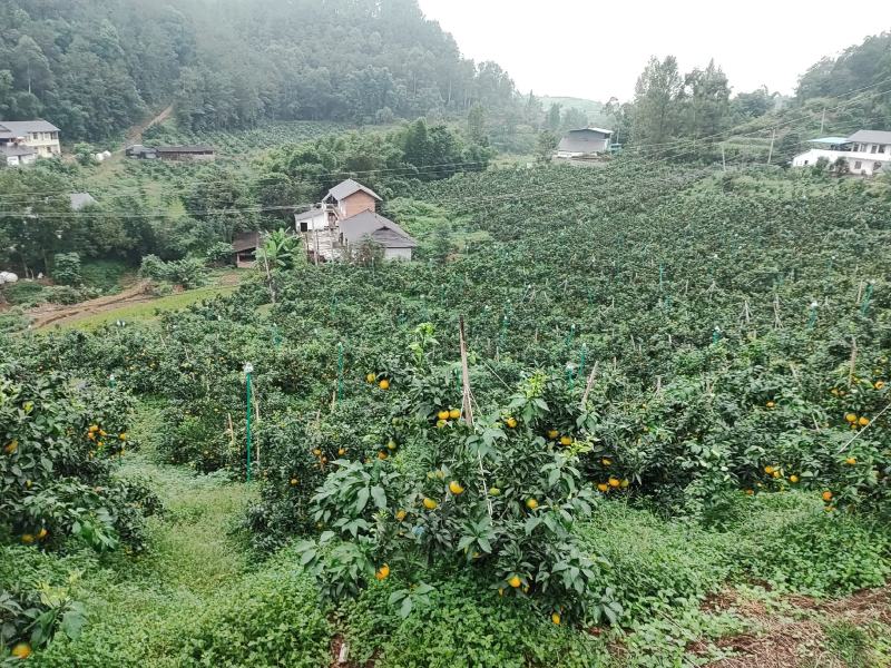 爱媛柑橘、耙耙柑柑橘