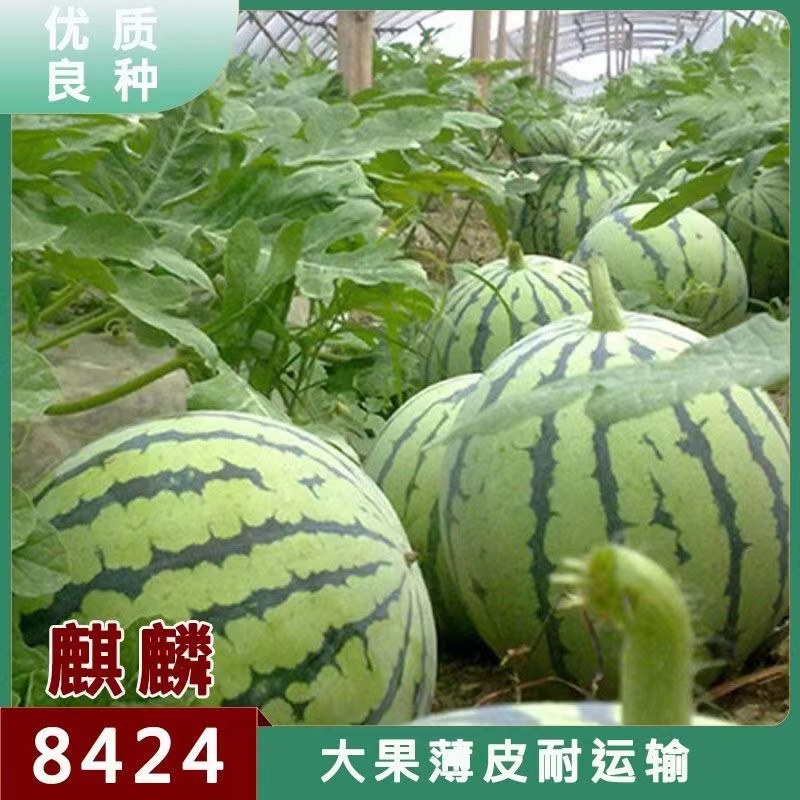 麒麟8424西瓜种子