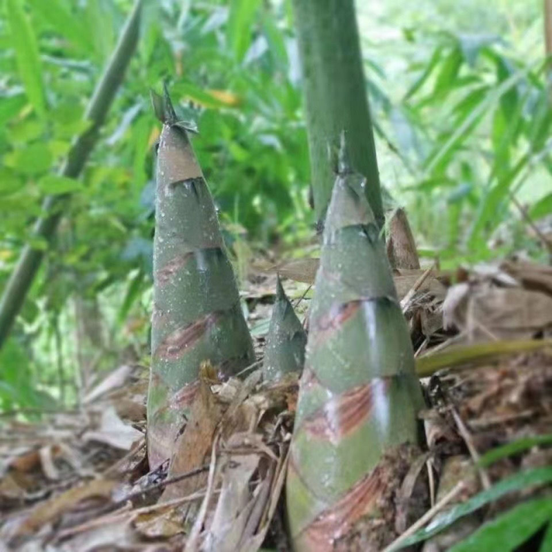 竹笋大量上市