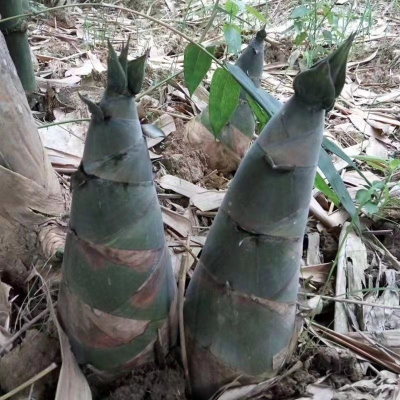 竹笋大量上市