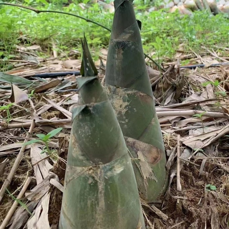 竹笋大量上市
