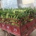 太白县高山精品太阳花水果玉米大量上市中，品质优，口感好！