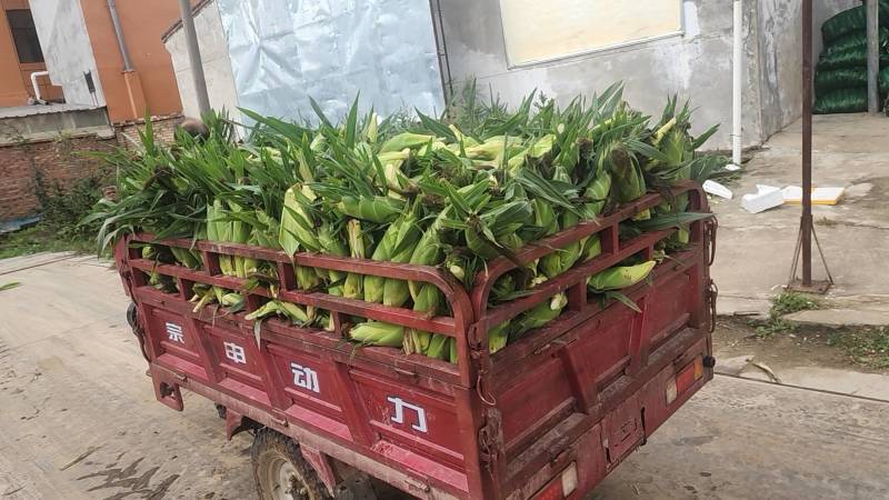 太白县高山精品太阳花水果玉米大量上市中，品质优，口感好！