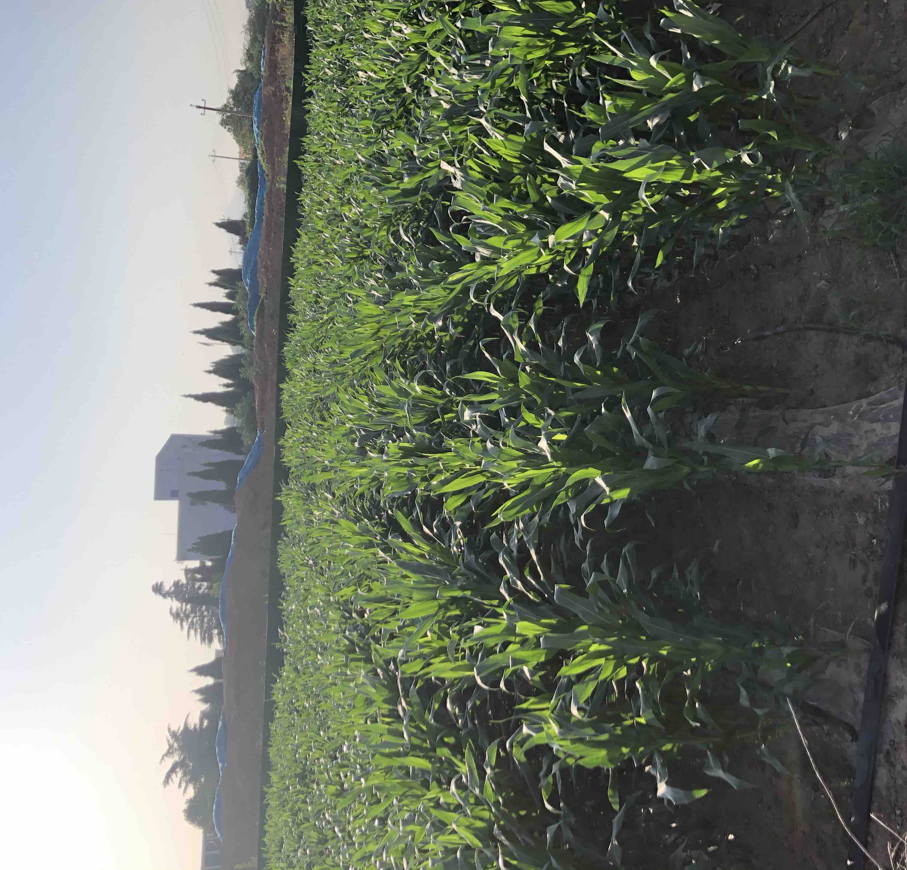 黑珍珠甜糯玉米田间种植场景:整齐排列的玉米植株,在阳光下呈现出健康的黑色果穗 黑珍珠甜糯玉米田间种植场景