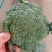 周口扶沟西兰花耐寒小花西兰花大量上市6毛量大可商