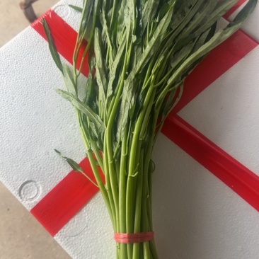 柳叶空心菜，青梗空心菜开始大量上市啦