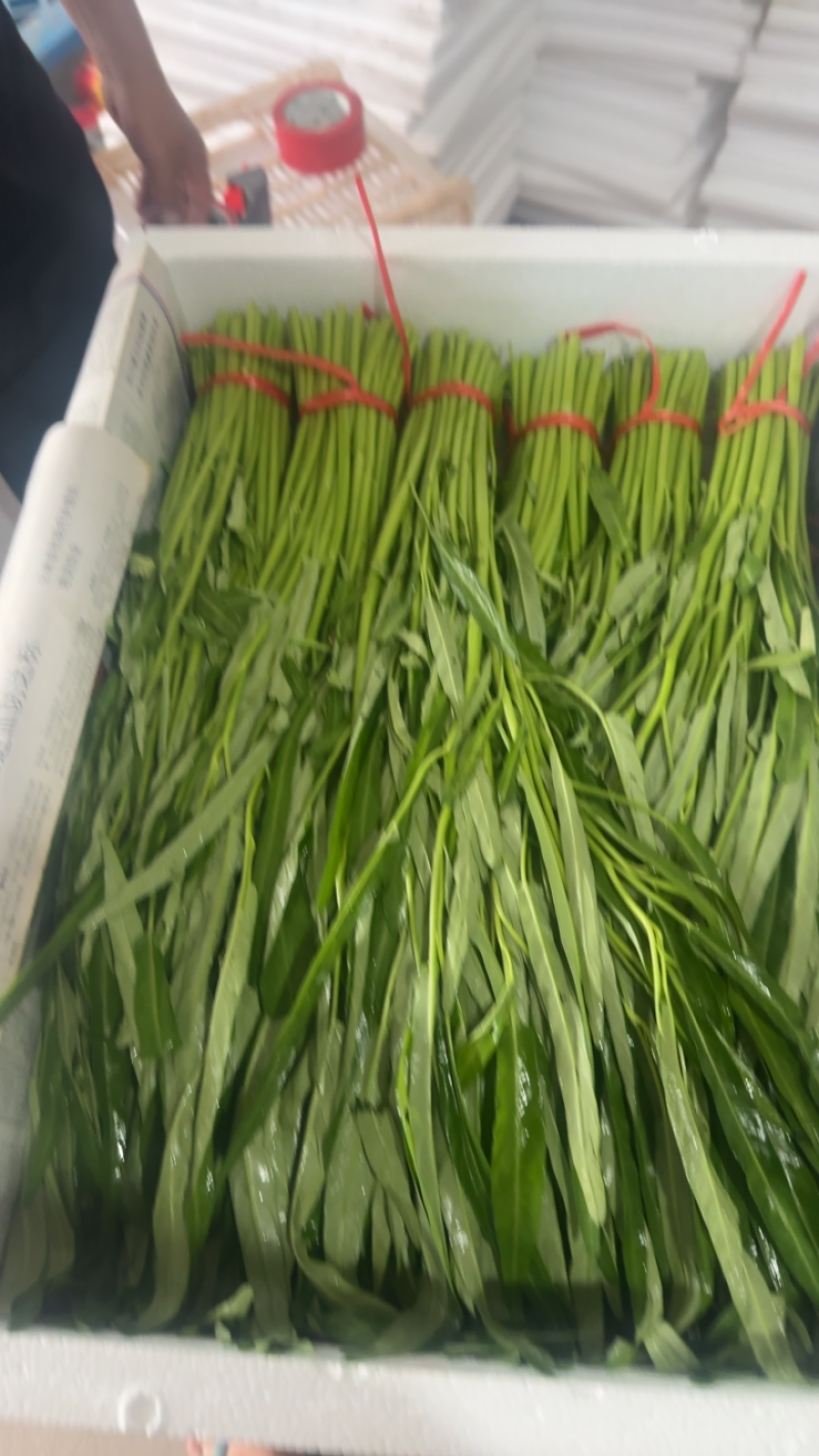 柳叶空心菜，青梗空心菜开始大量上市啦