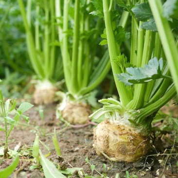 【优质】精选根芹特菜吉林产地直供量大从优欢迎致电