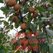 王村原上沙梨