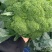 周口扶沟西兰花耐寒小花西兰花大量上市6毛量大可商