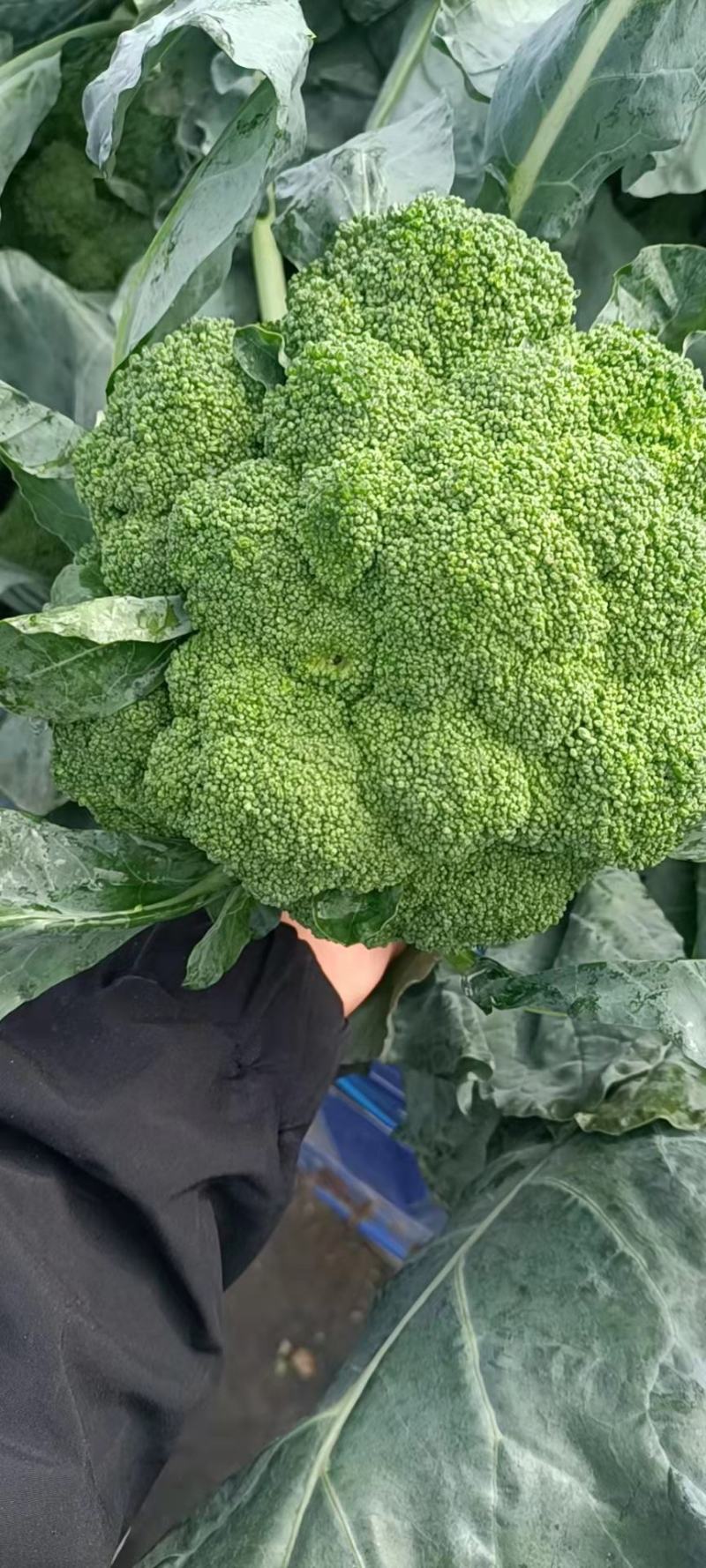 周口扶沟西兰花耐寒小花西兰花大量上市6毛量大可商