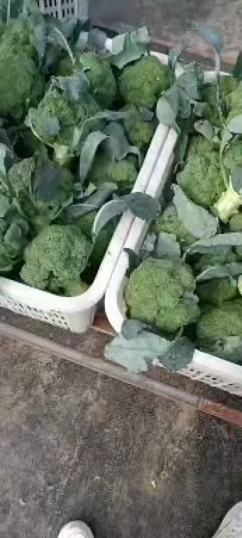 周口扶沟西兰花耐寒小花西兰花大量上市6毛量大可商