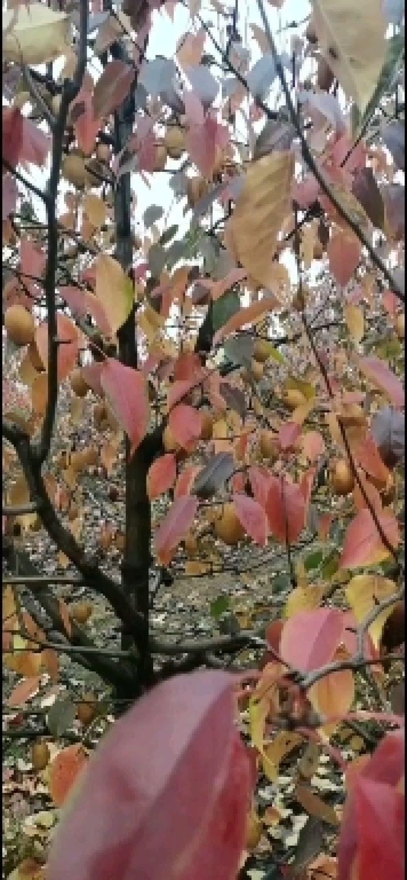 王村原上沙梨