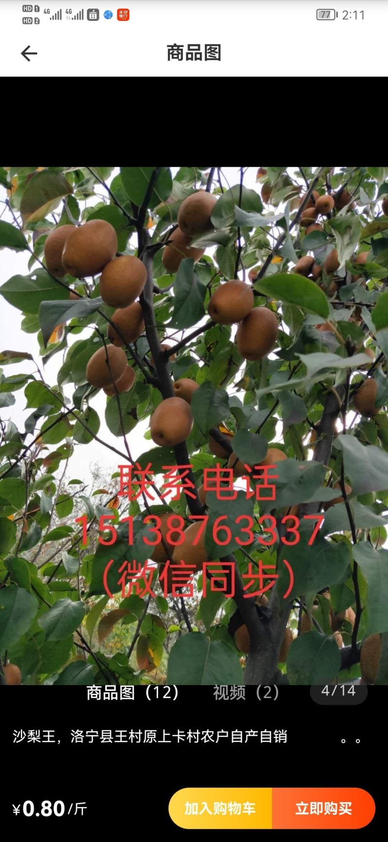 王村原上沙梨