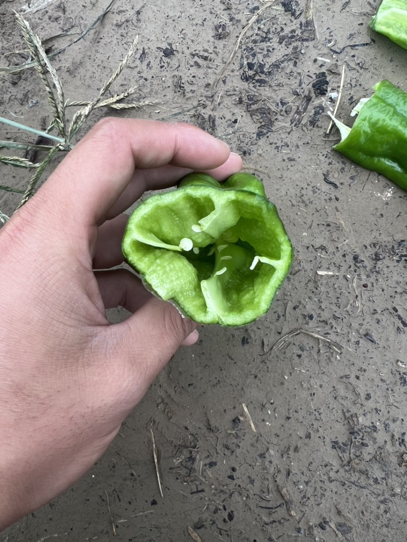 薄皮椒，薄皮大椒，皮薄肉嫩，大棚种植现摘现发。
