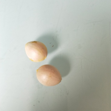 银杏果
