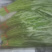 柳叶空心菜，青梗空心菜开始大量上市啦