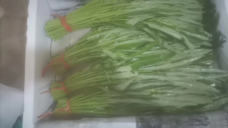 柳叶空心菜，青梗空心菜开始大量上市啦