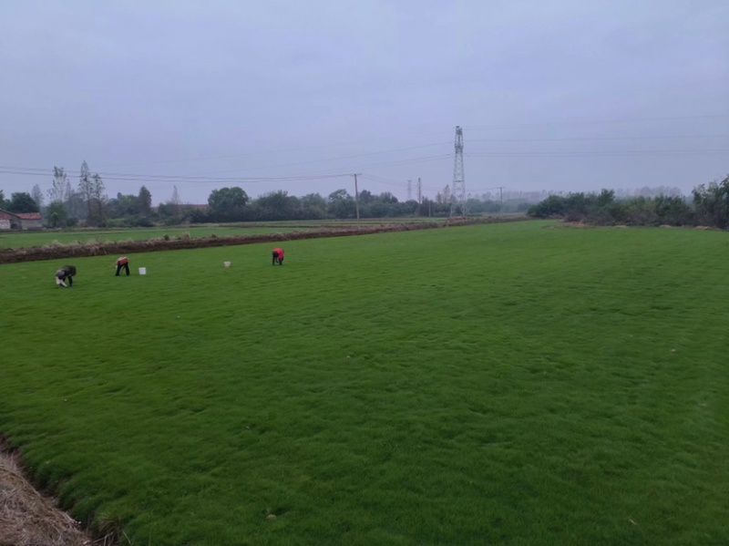 精品马尼拉草卷草块上千余亩质量保证品种纯正假一赔十