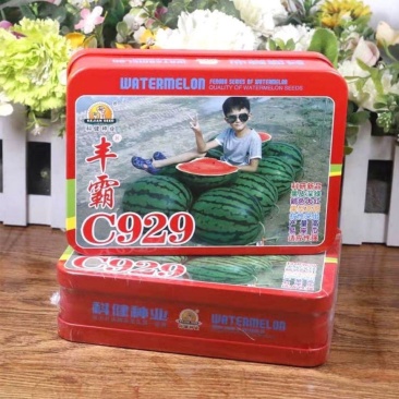 丰霸C929西瓜种子圆瓜皮薄超甜中晚熟东北大地雷西瓜种子