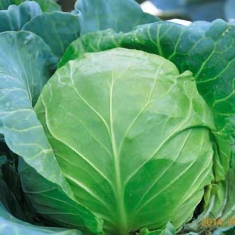 进口中早熟高产鲜食圆球形甘蓝种籽基地包菜卷心菜种球型珍绿
