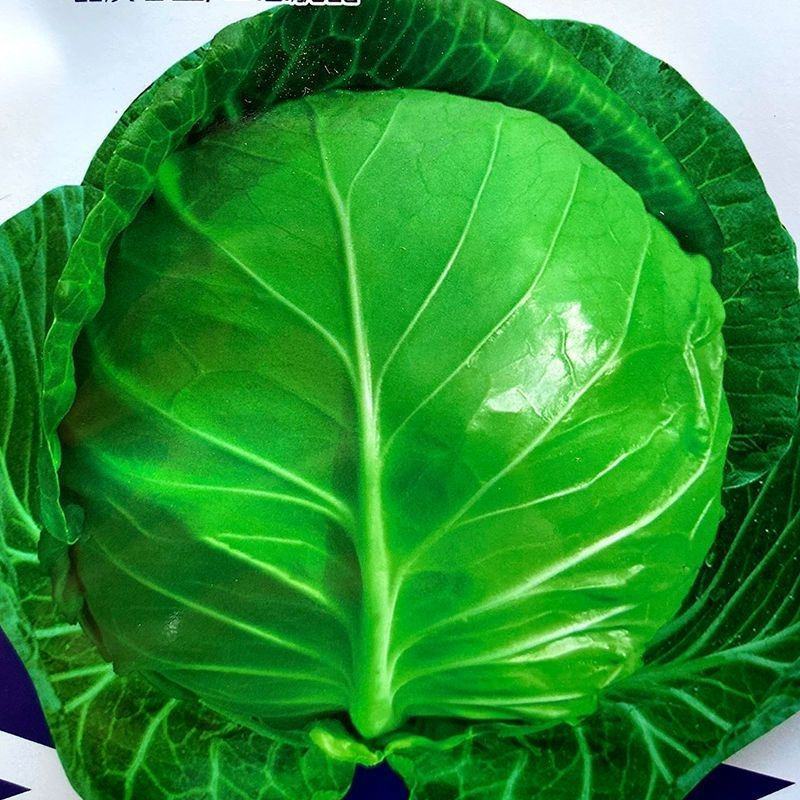 进口中早熟高产鲜食圆球形甘蓝种籽基地包菜卷心菜种球型珍绿