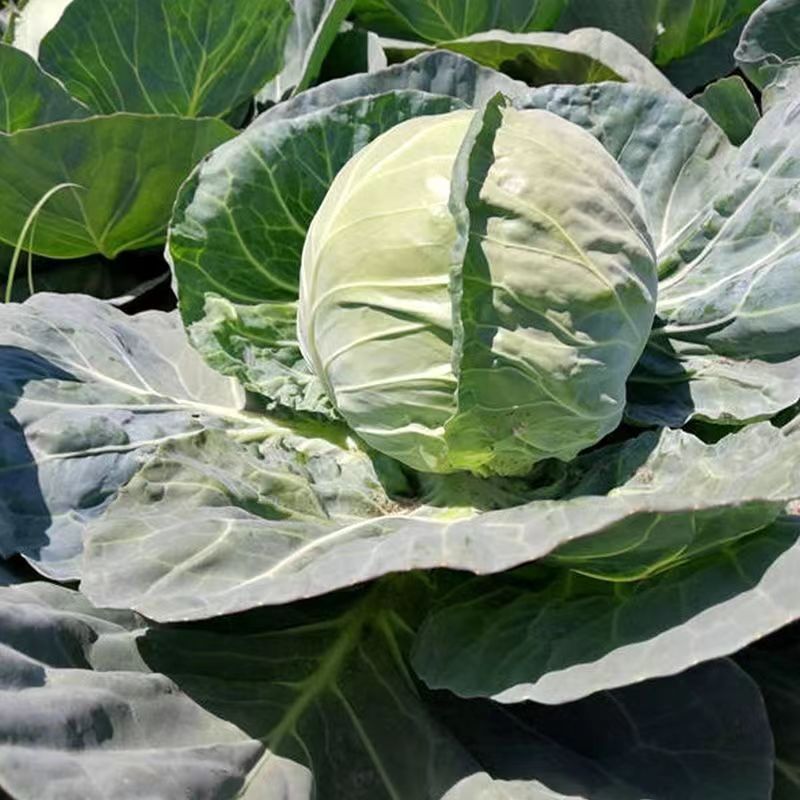 进口中早熟高产鲜食圆球形甘蓝种籽基地包菜卷心菜种球型珍绿