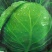 进口中早熟高产鲜食圆球形甘蓝种籽基地包菜卷心菜种球型珍绿