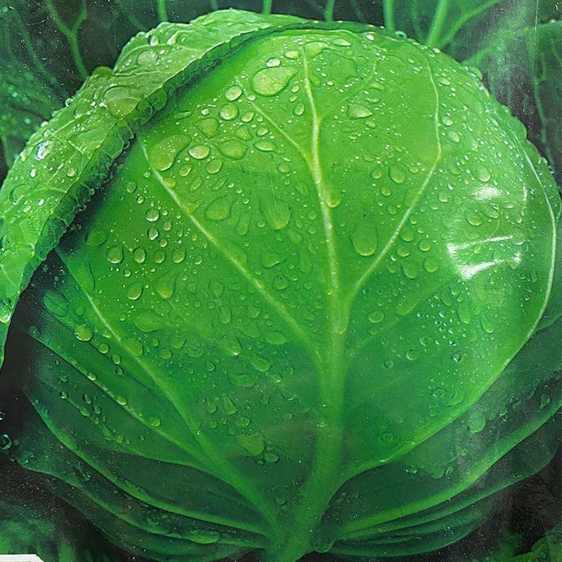 进口中早熟高产鲜食圆球形甘蓝种籽基地包菜卷心菜种球型珍绿