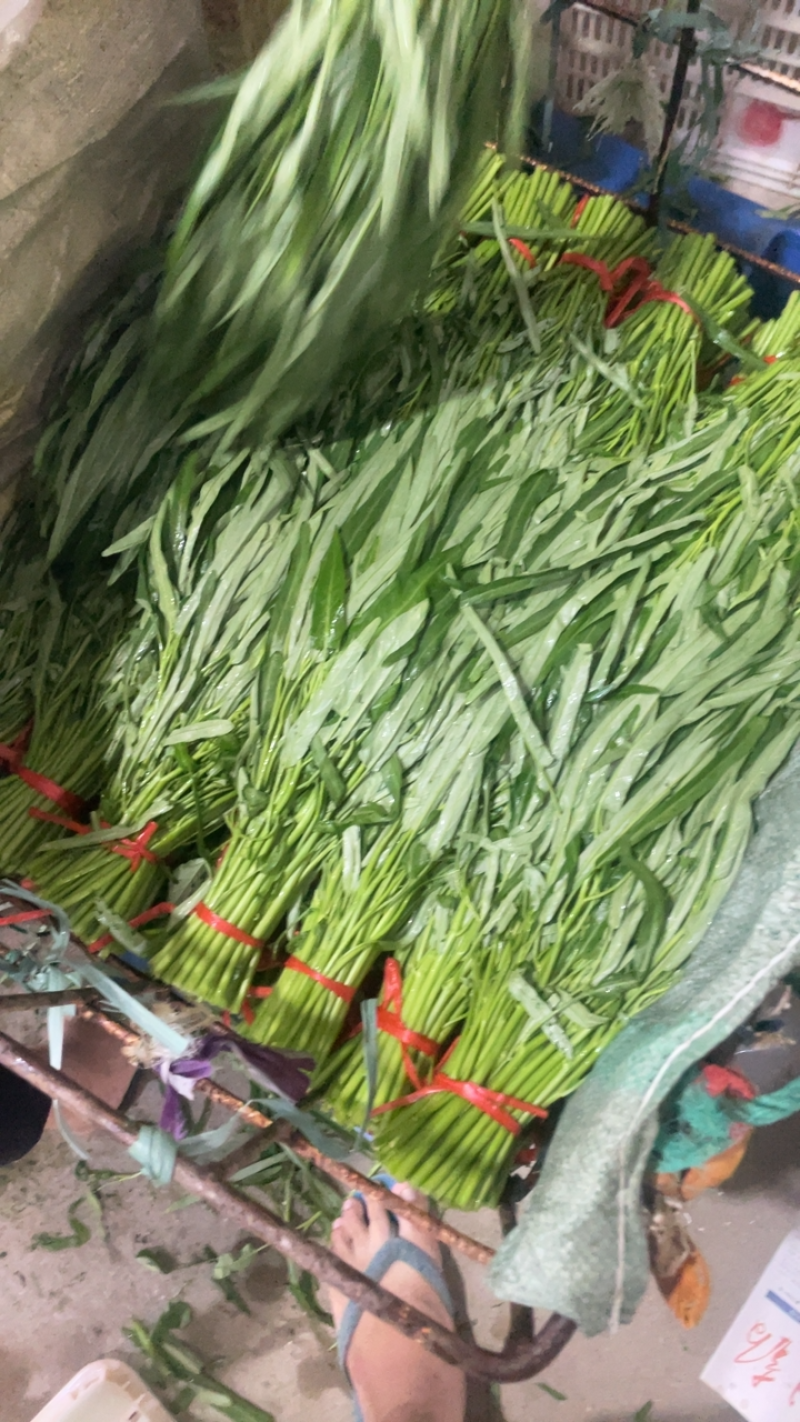 柳叶空心菜