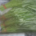 柳叶空心菜