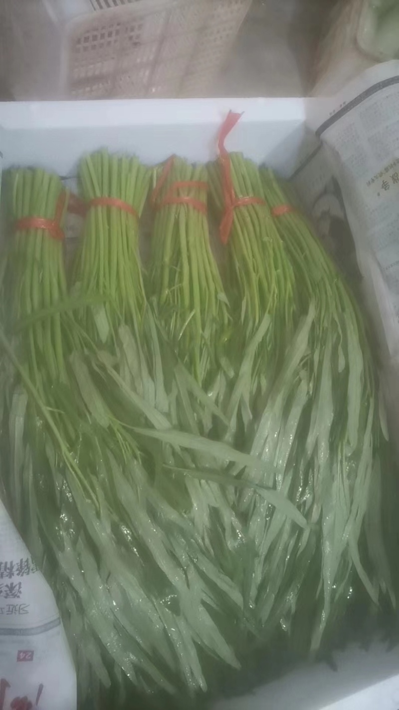 柳叶空心菜