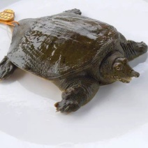 龚老汉童子鳖