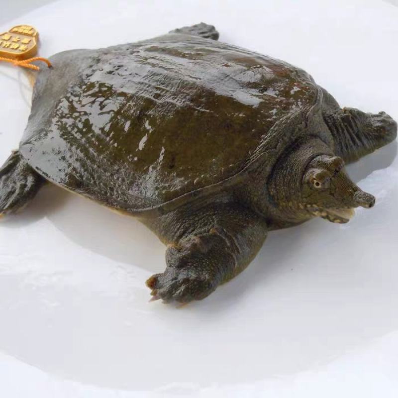 龚老汉童子鳖