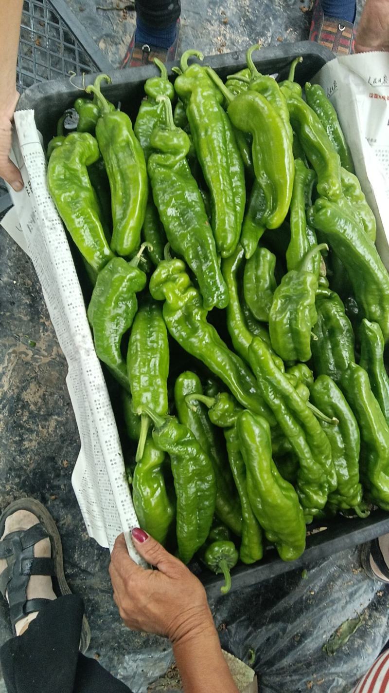 泡椒301汤老师系泡椒产地直发一手货源全国