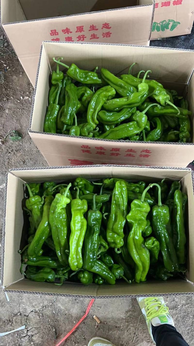 『实力代办』芜湖薄皮辣椒现货批发货源充足新鲜直达