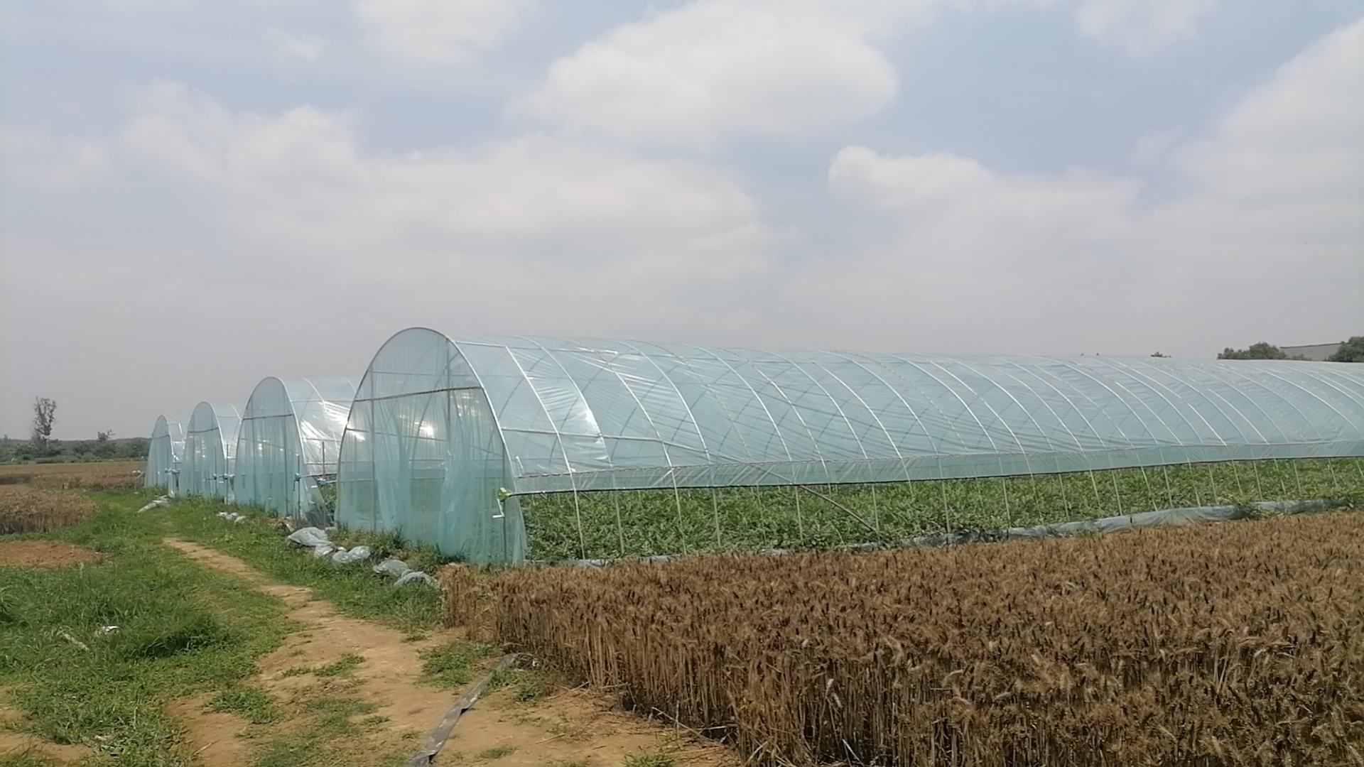 松花菜与花菇菜对比图