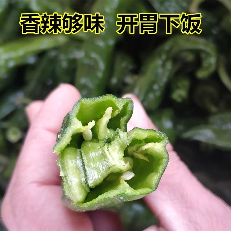 『实力牛商』江苏小皱皮辣椒新鲜辣椒现货批发欢迎咨询