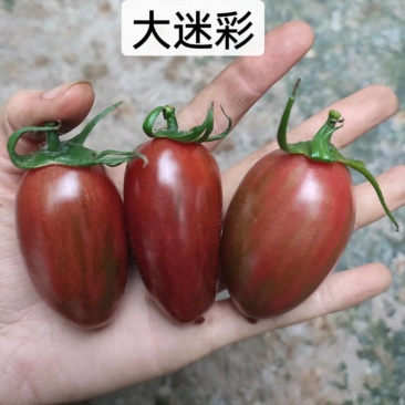 包邮，迷彩——身穿迷彩，沙瓤口感，苗厂直发，可以试种！