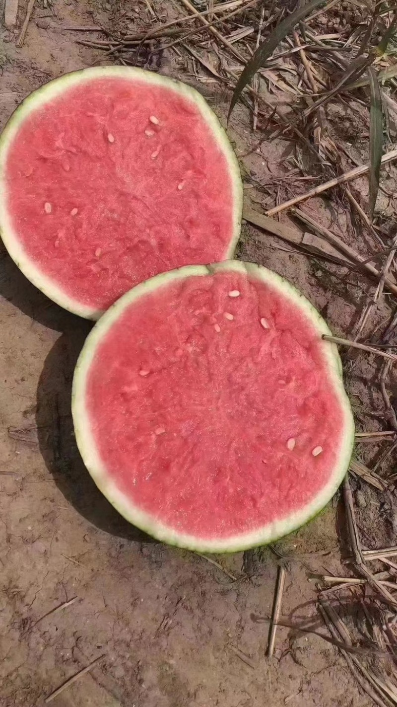 【美都西瓜】陕西蒲城无籽美都西瓜大量上市皮薄多汁