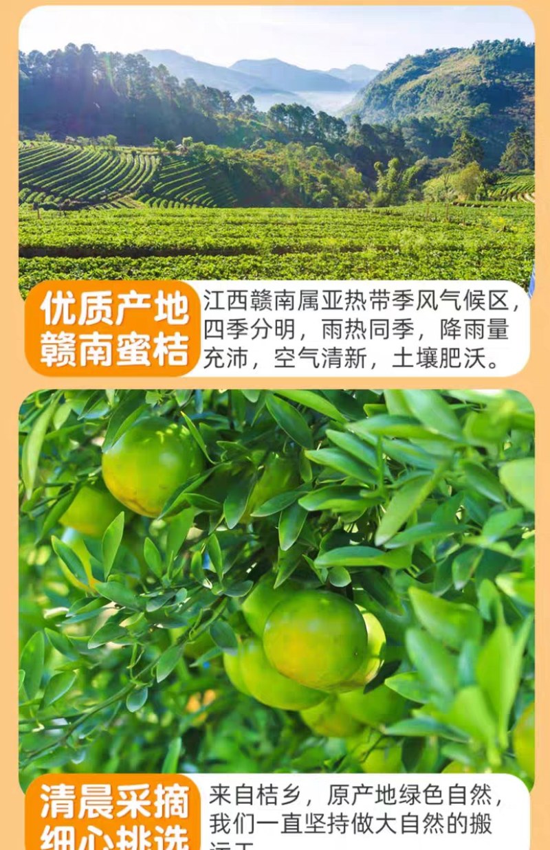 蜜桔，江西蜜桔赣南蜜桔，青皮肉红，无籽化渣多汁，酸酸甜甜