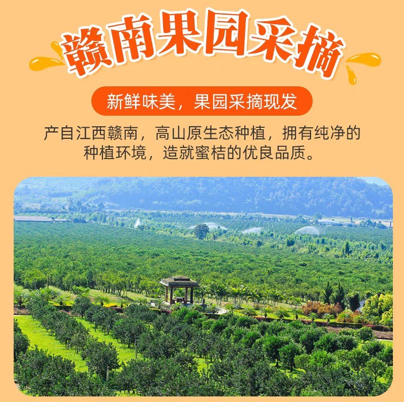蜜桔，江西蜜桔赣南蜜桔，青皮肉红，无籽化渣多汁，酸酸甜甜