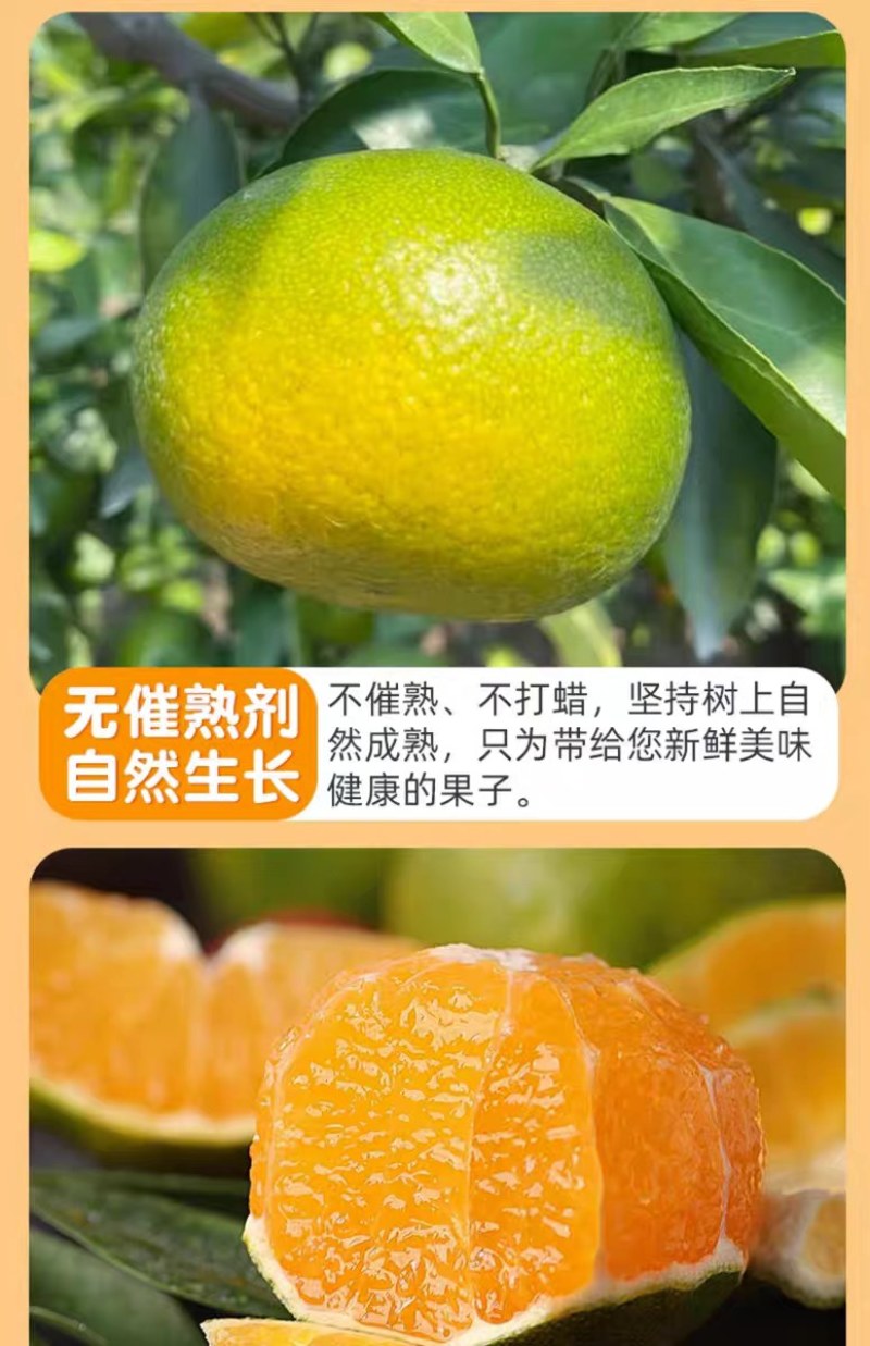 蜜桔，江西蜜桔赣南蜜桔，青皮肉红，无籽化渣多汁，酸酸甜甜