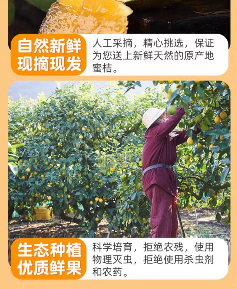 蜜桔，江西蜜桔赣南蜜桔，青皮肉红，无籽化渣多汁，酸酸甜甜