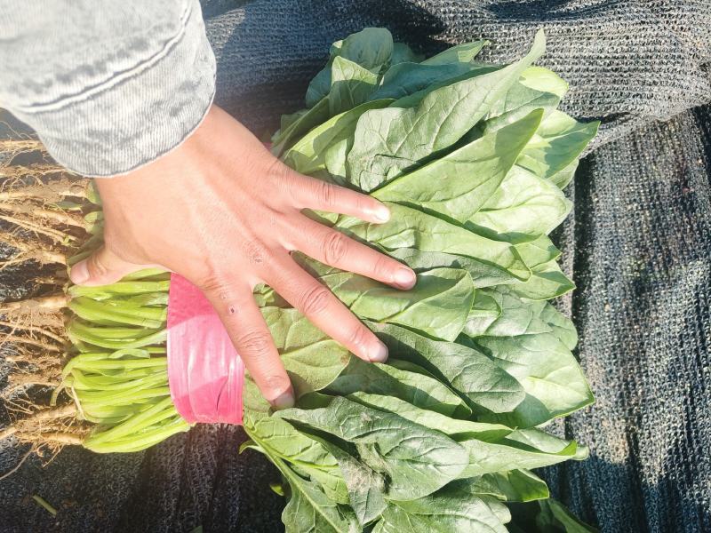 大棚精品大叶菠菜