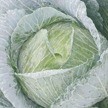 棉花白